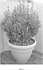 Buxus%20microphylla%20%27Gregem%27