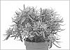 Rhododendron%20simsii%20x%20Rhododendron%20linearifolia%20%27Fuji%27
