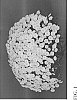 Chrysanthemum%20x%20morifolium%20Ramat.%20%27Zanmusundannce%27