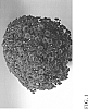Chrysanthemum%20x%20morifolium%20%27Zanmurowa%27