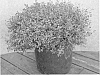 Ilex%20vomitoria%20%27Gremicr%27