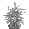 Phlox%20paniculata%20%27Ditomfra%27