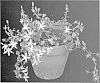 Campanula%20poscharskyana%20%27Pinkins%27