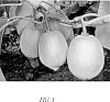 Actinidia%20chinensis%20%27Y374%27
