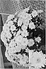Chrysanthemum%20x%20morifolium%20%27Yoyolanda%27