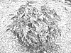 Begonia%20hybrid%20%27NZCTWO%27