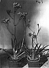 Anigozanthos%20hybrid%20%27Gold%20Velvet%27