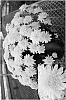Chrysanthemum%20x%20morifolium%20%27Yomildred%27