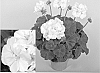 Pelargonium%20x%20hortorum%20%27Zonfiwit%27