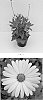 Osteospermum%20ecklonis%20%27Balserlem%27