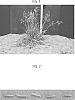 Poa%20arachnifera%20Torr.%20x%20Poa%20pratensis%20L.%20%27HB%20130%27