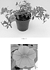 Calibrachoa%20x%20hybrida%20%27Balcanoran%27