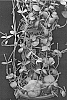 Dischidia%20hybrida%20%27SUPHA08%27