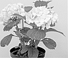 Hydrangea%20macrophylla%20%27Lolly%20Pop%27