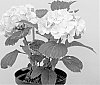 Hydrangea%20macrophylla%20%27Lolly%20Pop%27