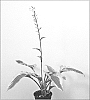 Hosta%20hybrid%20%28Tratt.%29%20%27Tropical%20Dancer%27
