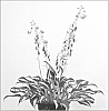 Hosta%20hybrid%20%28Tratt.%29%20%27Little%20Treasure%27