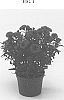 Aster%20novi-belgi%20%28now%20Symphyotrichum%20novi-belgii%29%20%27Dasdebi%27