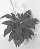 Spathiphyllum%20hybrid%20%27MICKEY%27
