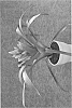 Guzmania%20x%20Vriesea%20hybrid%20%27Duraode%27