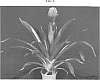 Guzmania%20sp.%20%27ALTO%27