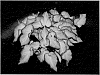 Caladium%20x%20hortulanum%20%27White%20Delight%27