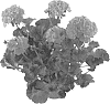 Pelargonium%20x%20hortorum%20%27Fipelsumhotp%27