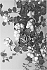Symphoricarpos%20hybrid%20%27Sofie%27