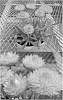 Xerochrysum%20bracteatum%20%27Bondreyel%27