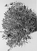 Osteospermum%20ecklonis%20%27Sunpix0802%27