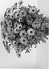 Osteospermum%20ecklonis%20%27Sunpix0806%27