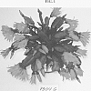 Rhipsalidopsis%20x%20hybrida%20%277304G%27