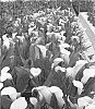 Zantedeschia%20sprengeri%20%27Captain%20Ventura%27