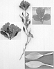Alstroemeria%20hybrida%20%27Javeronica%27
