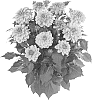 Dahlia%20hybrida%20%27Fidahhypbrobi%27