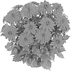 Dahlia%20hybrida%20%27Fidahhypre%27