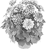 Dahlia%20hybrida%20%27Fidahcali%27