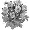 Dahlia%20hybrida%20%27Fidahhyppi%27