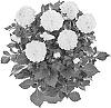 Dahlia%20hybrida%20%27Fidahhypyel%27