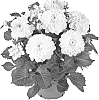 Dahlia%20hybrida%20%27Fidahhypwhi%27