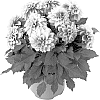 Dahlia%20hybrida%20%27Fidahnewy%27