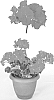 Pelargonium%20x%20hortorum%20%27Oglger3147%27