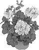Pelargonium%20peltatum%20%27Fipeldanlav%27