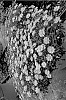 Brachycome%20angustifolia%20%27Nebbra%20001%27