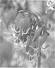 Dicentra%20peregrina%20x%20eximia%20%27Red%20Fountain%27