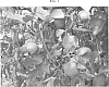 Malus%20domestica%20Borkh%20%27RGLORS%27