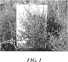 Ugni%20molinae%20Turcz.%20%28syn.%20Myrtus%20ugni%29%20%27Red%20Pearl%C3%A2%E2%82%AC%E2%80%9DINIA%27