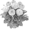 Dahlia%20hybrida%20%27Fidahhyplipi%27