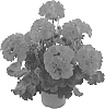 Pelargonium%20x%20hortorum%20%27Fipelsumtrur%27
