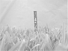 Stenotaphrum%20secundatum%20%27NUF-76%27